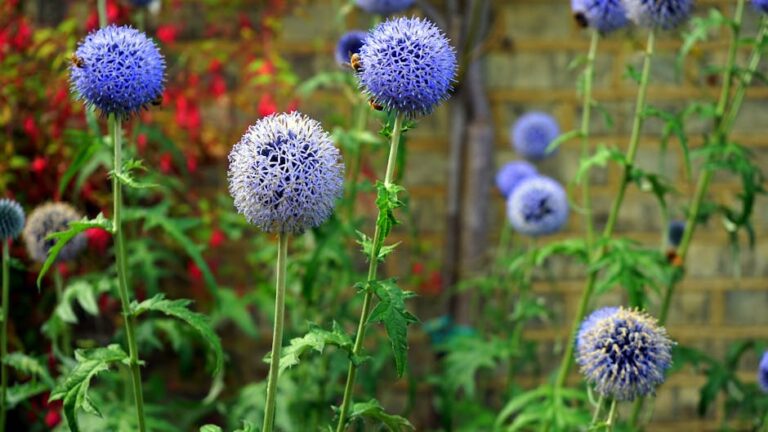 backyard bees