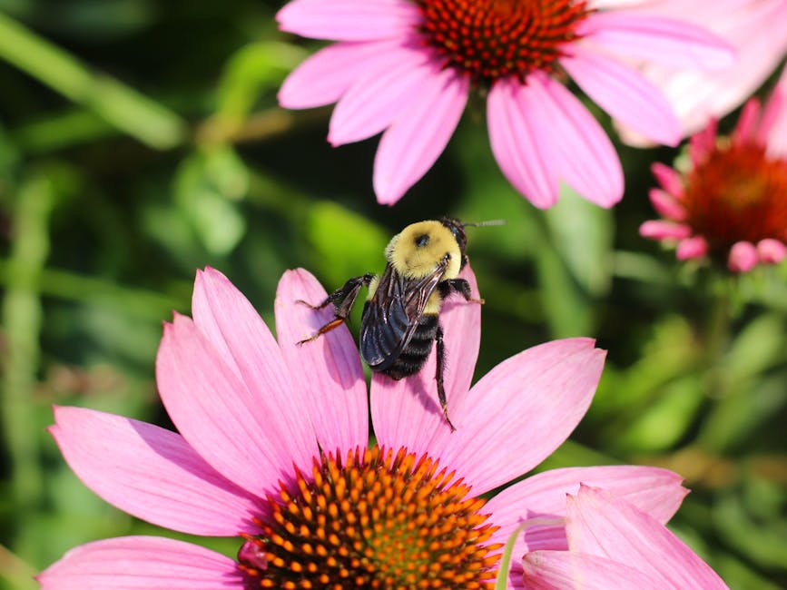 bee friendly garden design