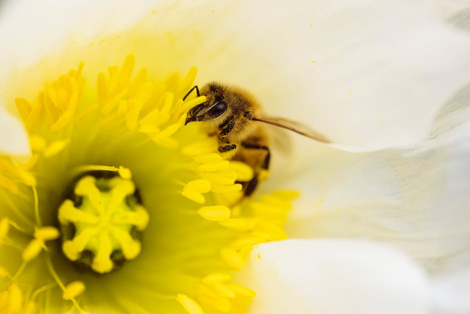 bee friendly pesticides for gardens