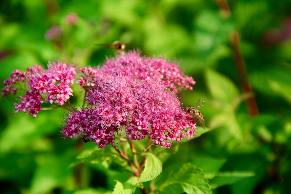 bee friendly shrubs