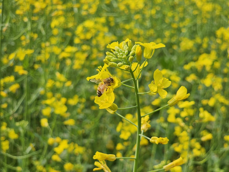 bee pollination in agriculture