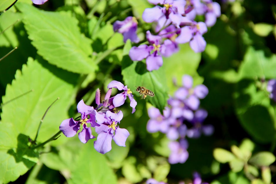 bee pollination of blueberries