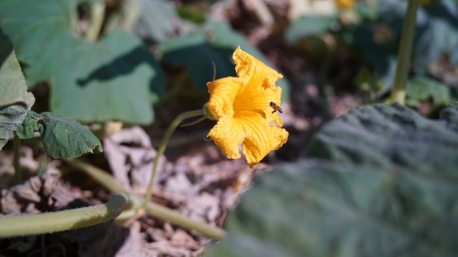 bee pollination of cucumbers