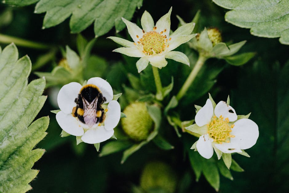 bee pollination of strawberries