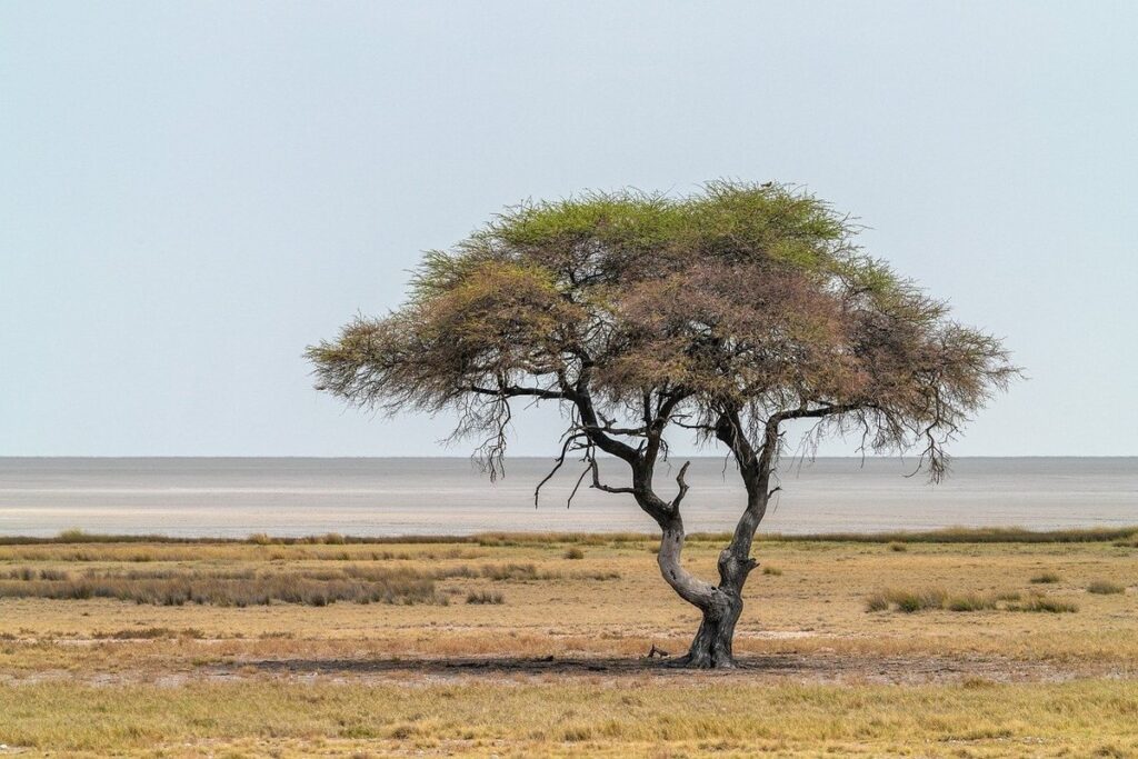 acacia honey benefits