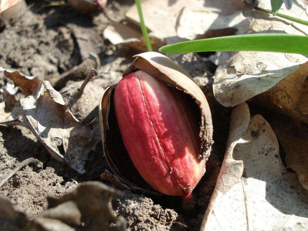 acorn sprouting