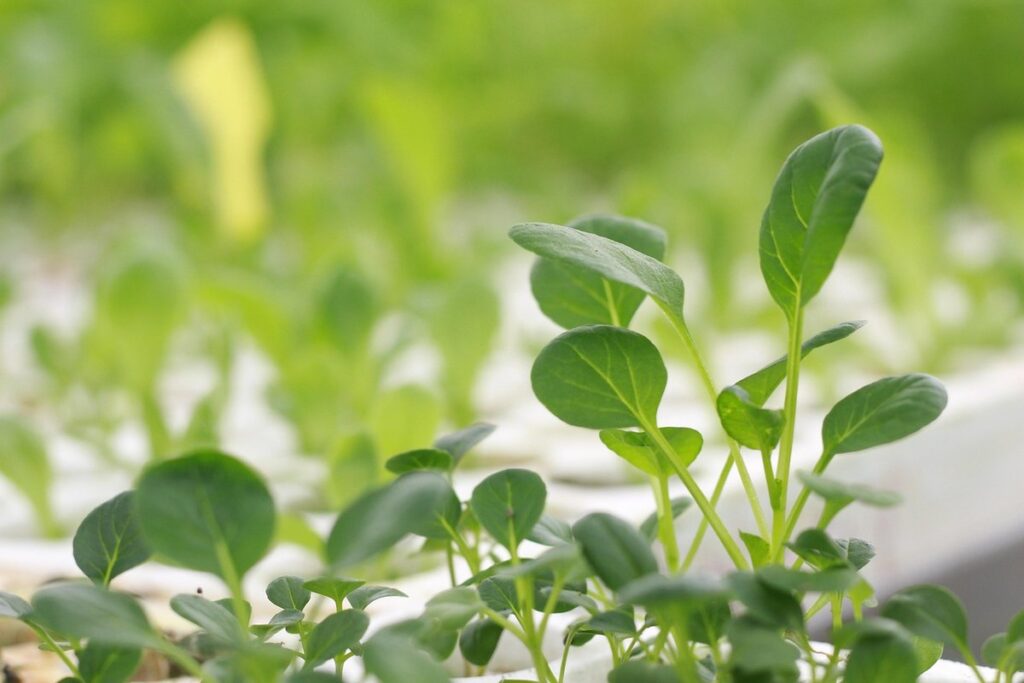 aeroponic gardening techniques