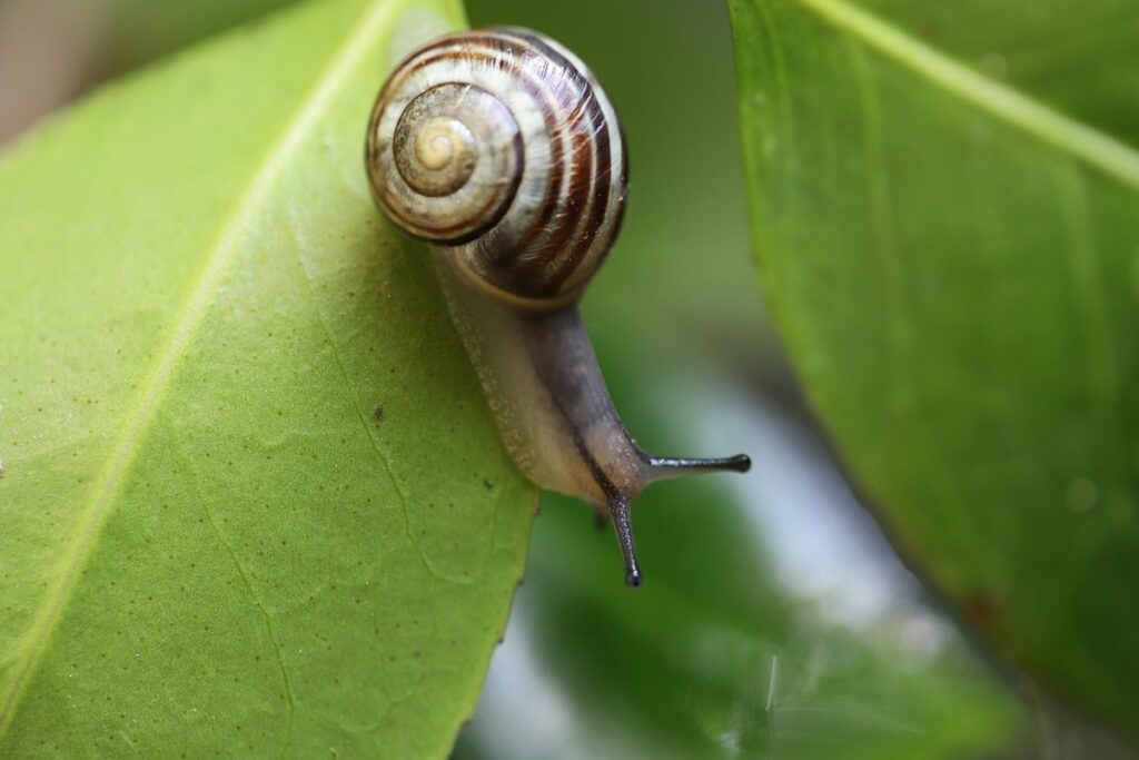 giant african snail life cycle