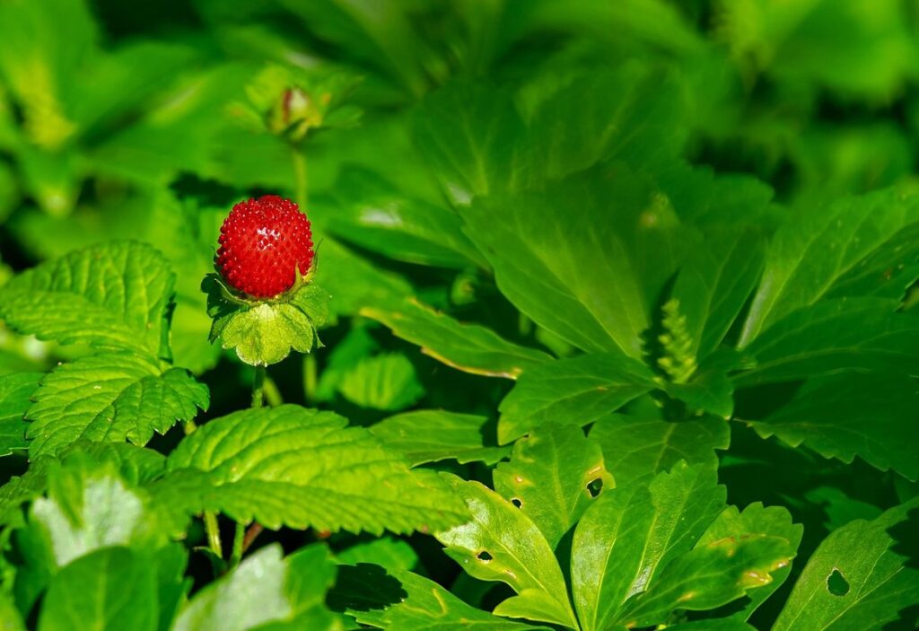 allstar strawberry