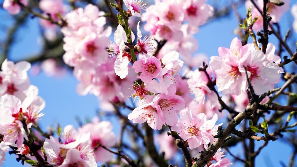 almond tree