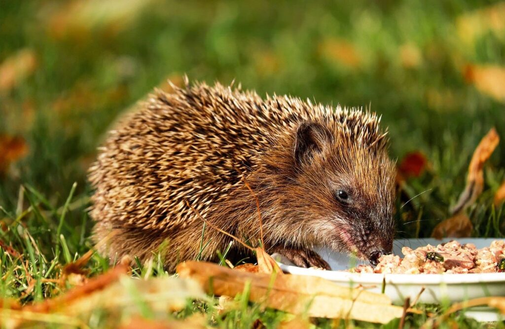 what animal eats bumblebees in gardens