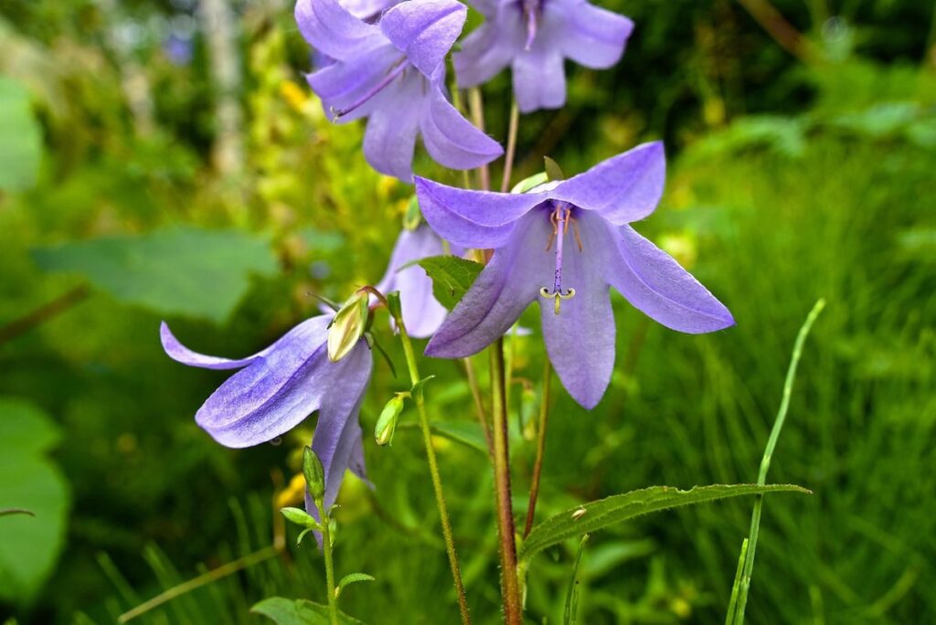 annual biennial perennial