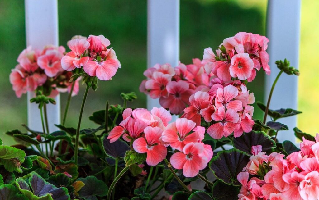 what is meant by annual plants