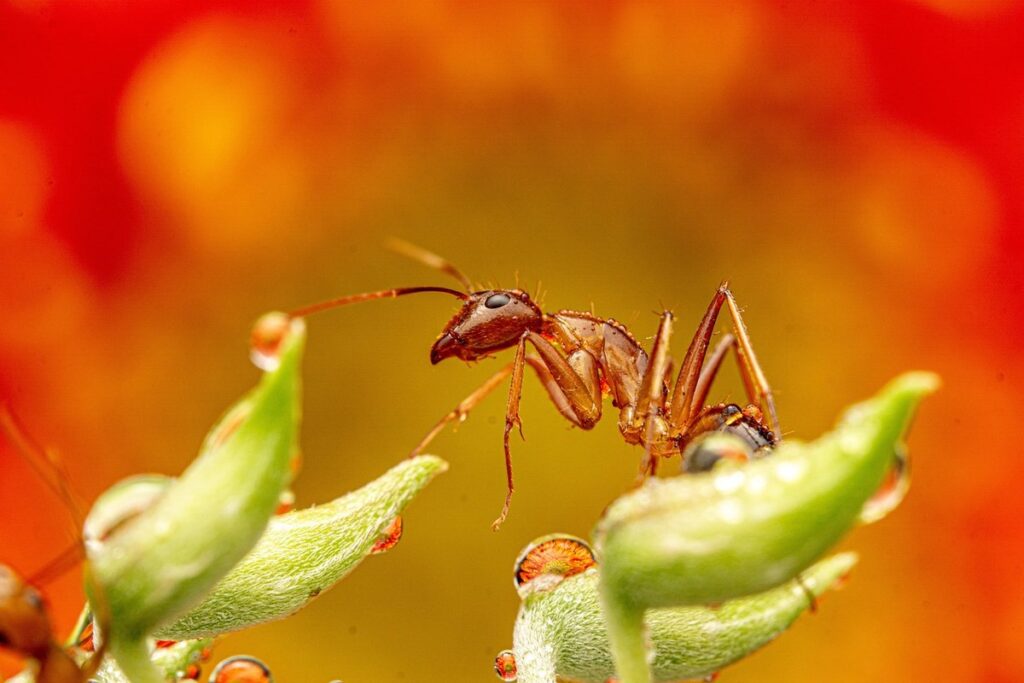 Ants in garden