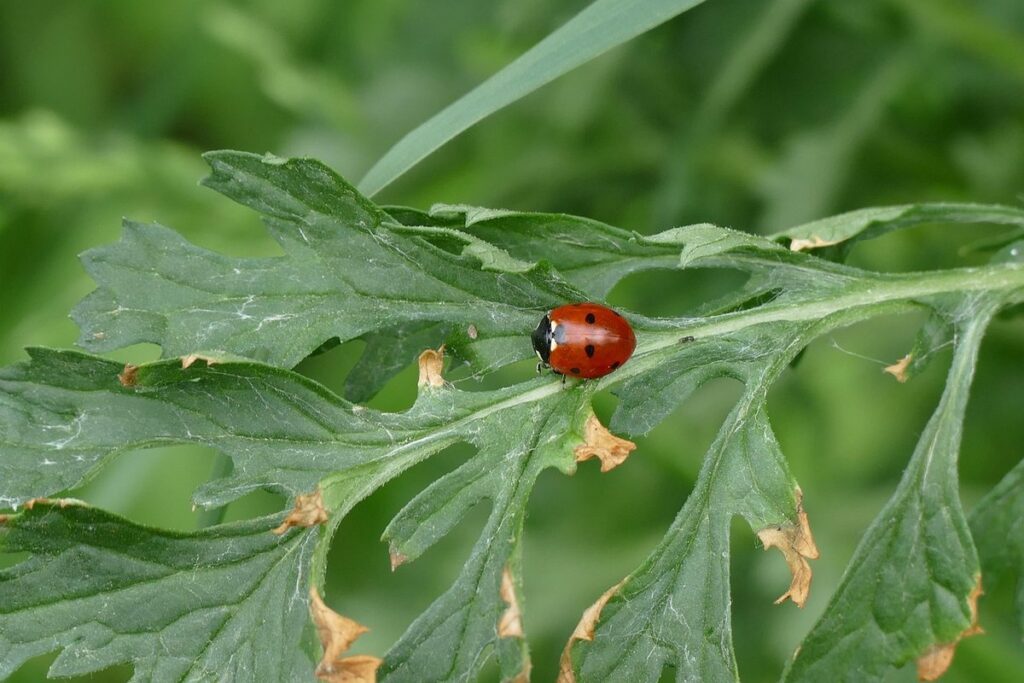 aphid control