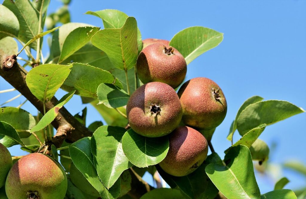 Apple tree fuzz