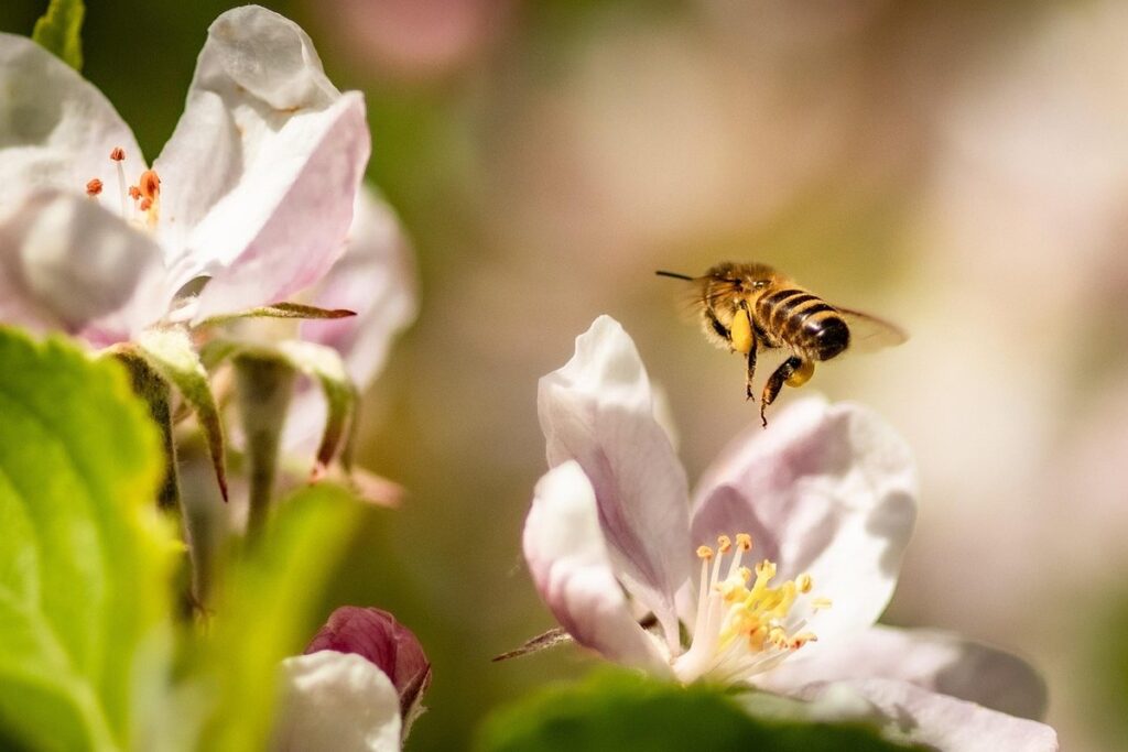 apple tree pollination by bees