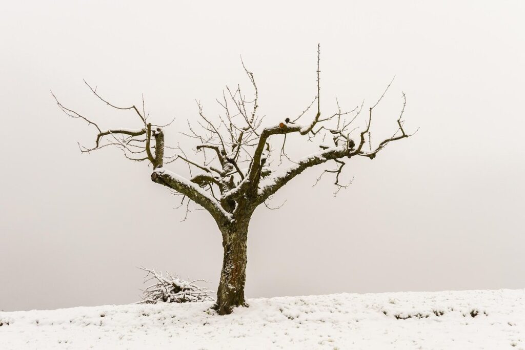 how to prune an apple tree diagram
