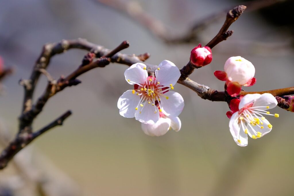 apricot tree