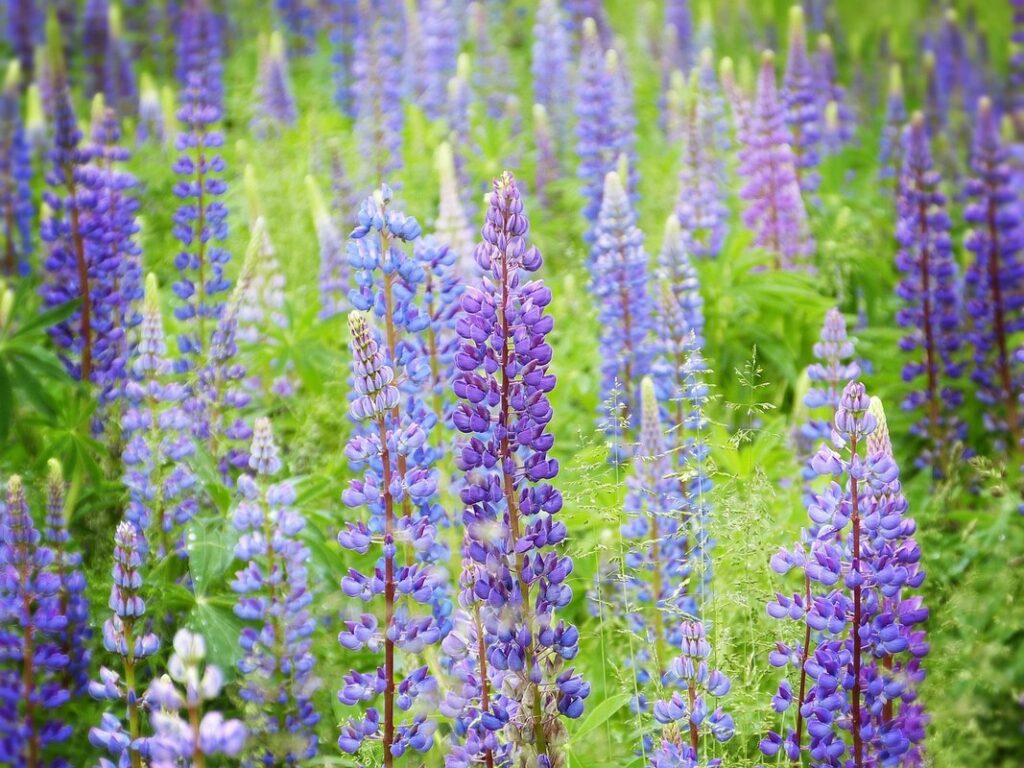 field of lupins