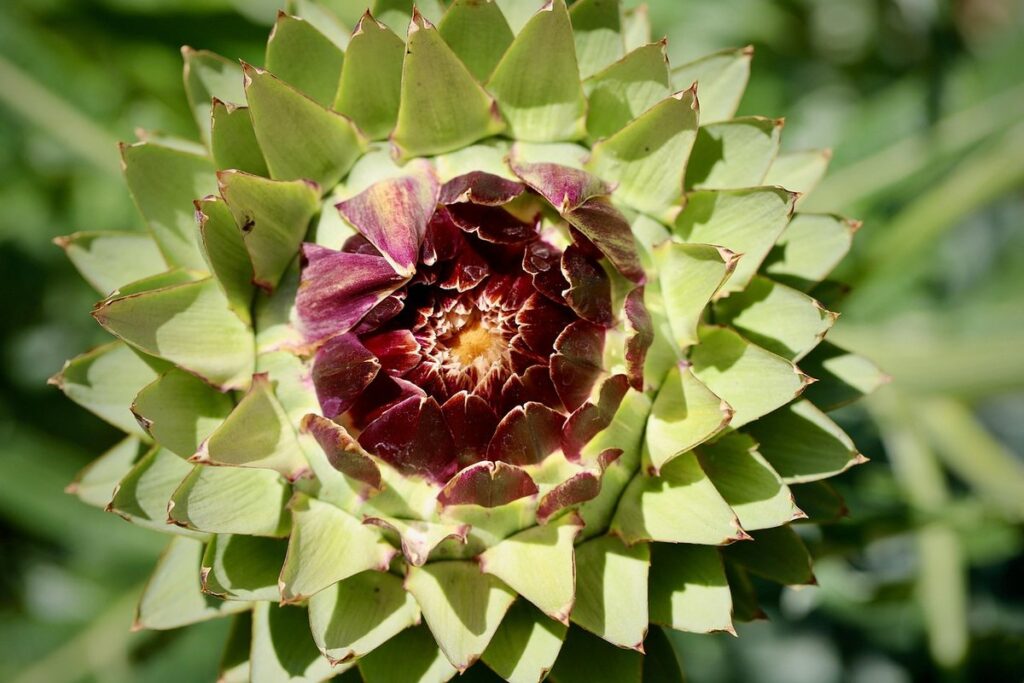 artichoke plant