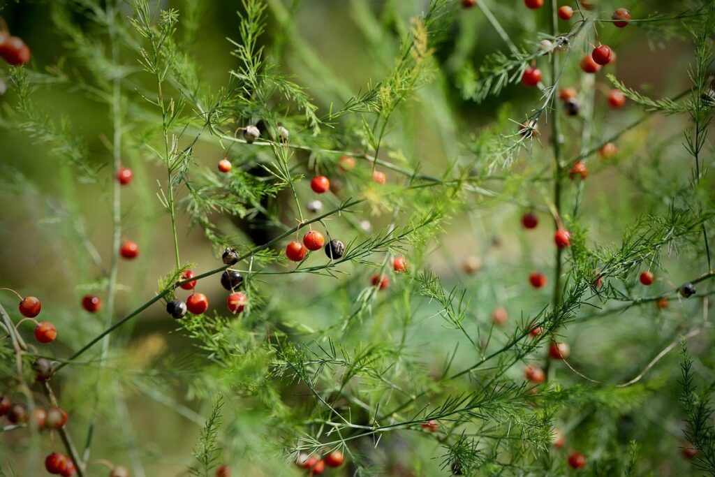 companion planting asparagus in gardens