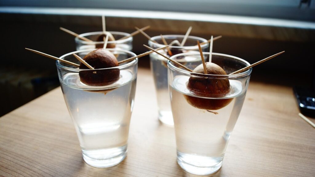 how to germinate avocado seeds
