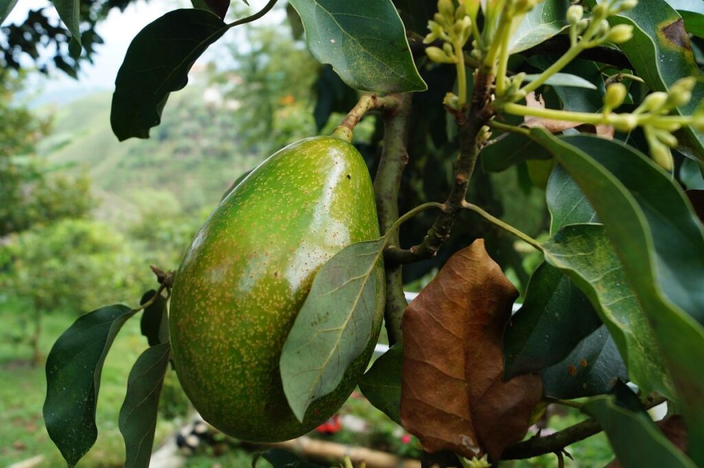 avocado tree planting spacing