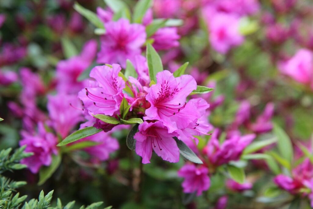 azalea bush
