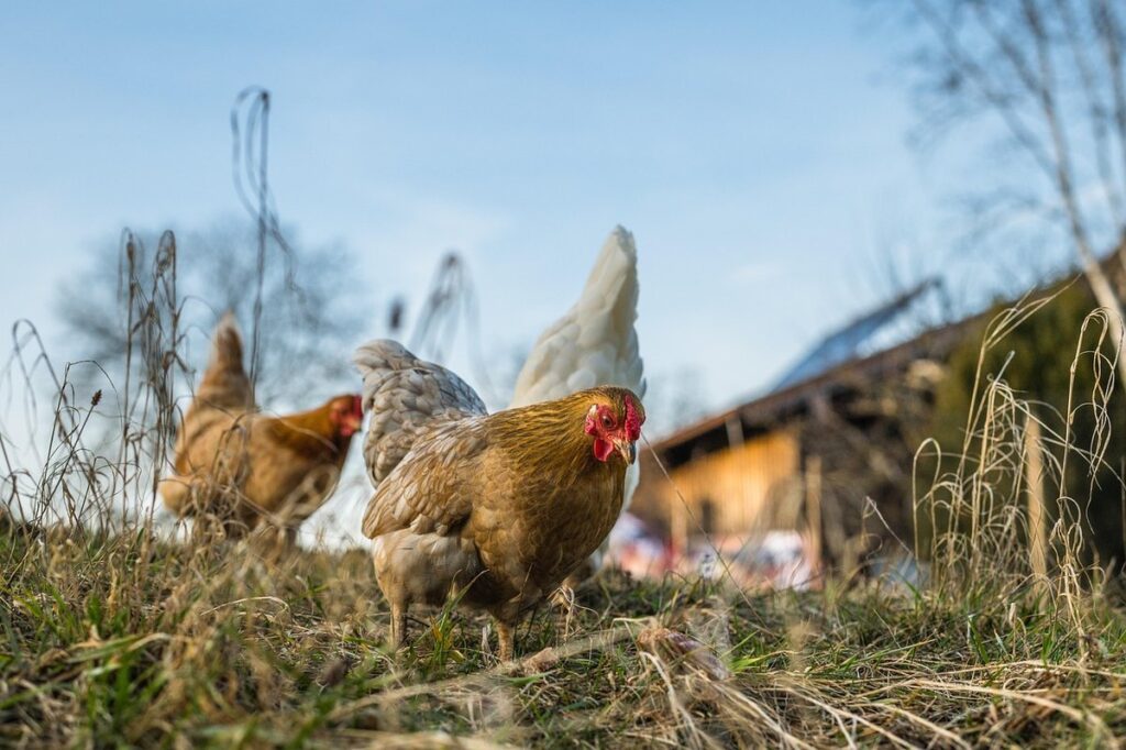backyard chicken pen for gardening