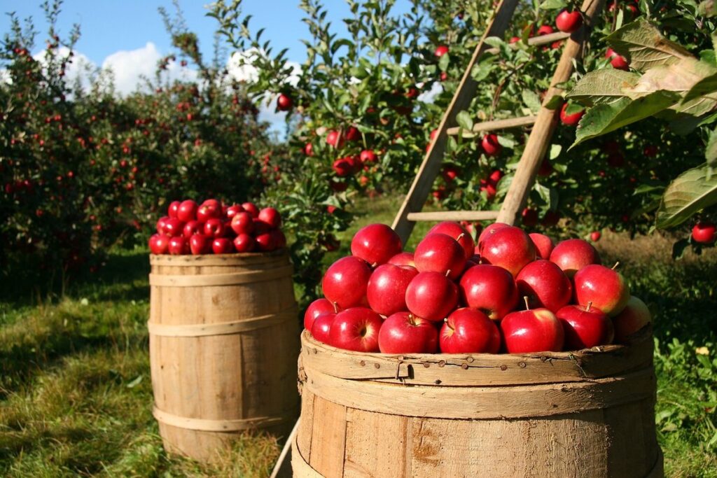 backyard orchard