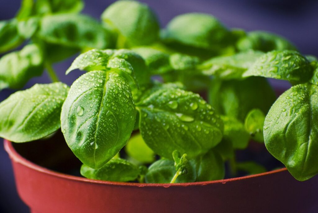 basil bush