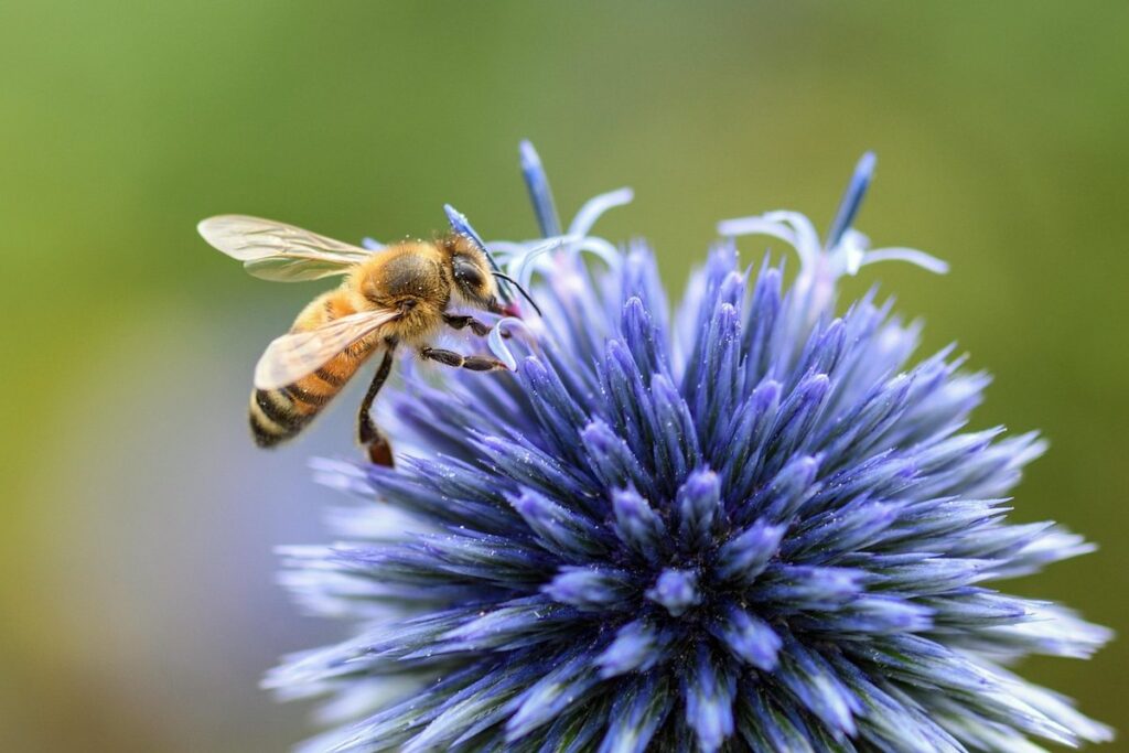 plants for bee forage
