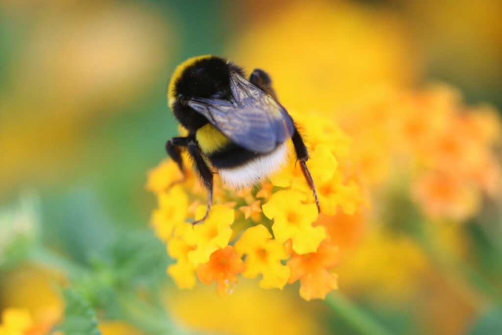 Bee friendly herbs