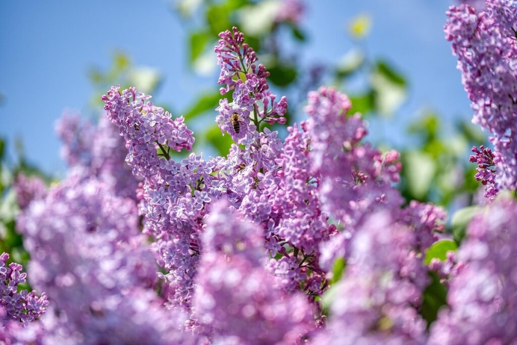 Bee garden trees