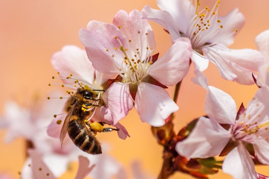 bee in garden
