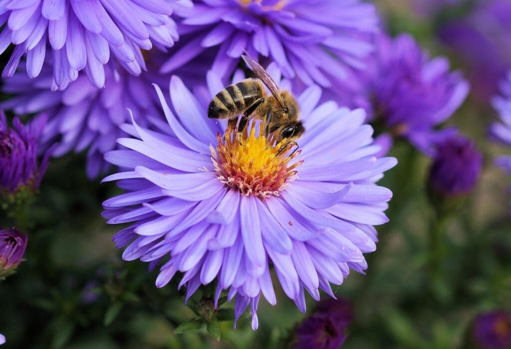Bee plant inspection