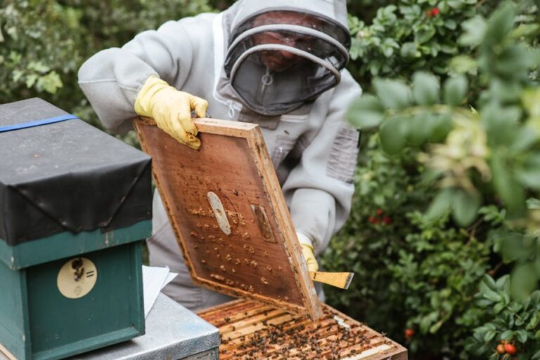 bee pollination process