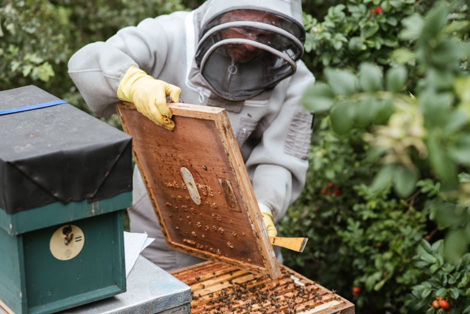 bee pollination process
