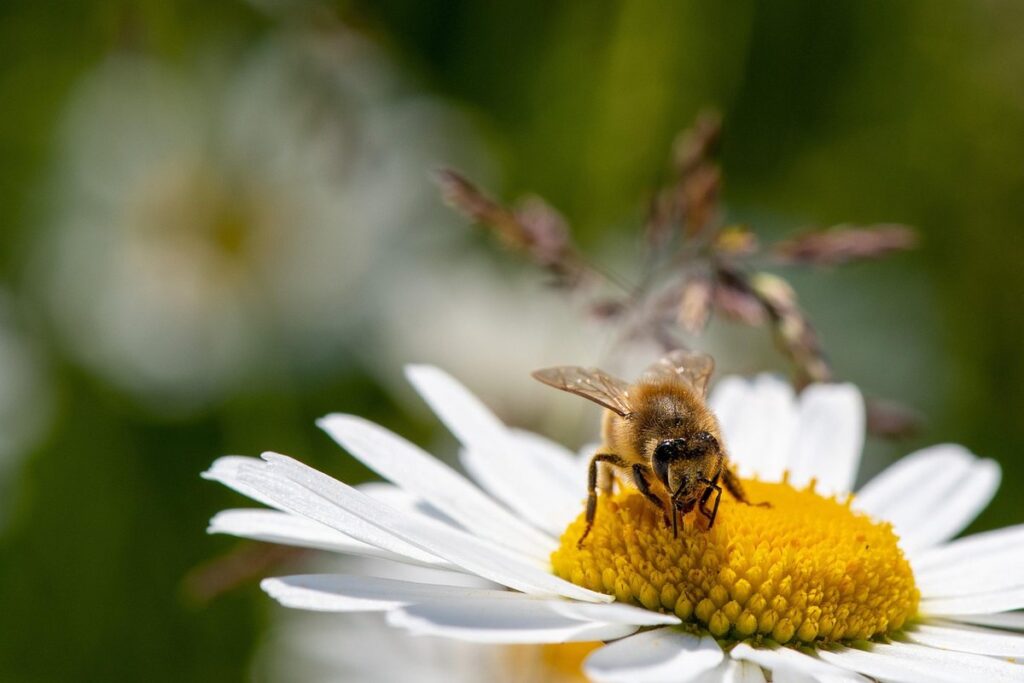bee species diversity