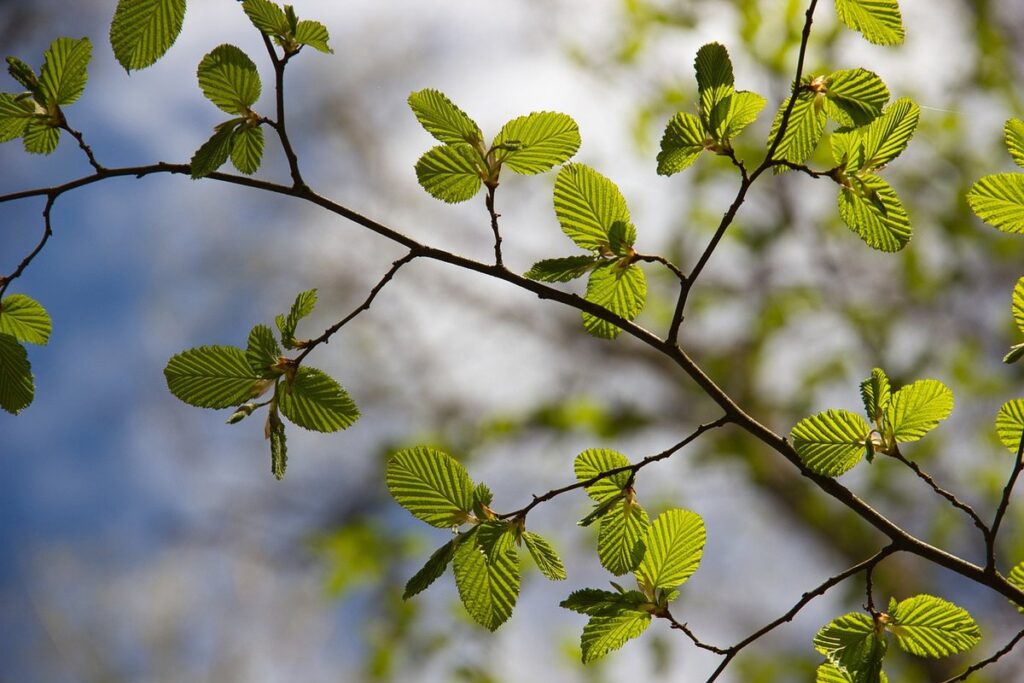 beech tree