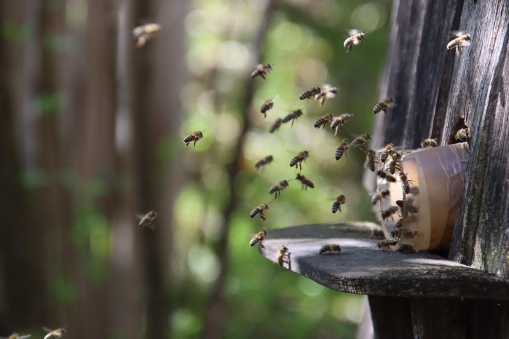 beehive predators