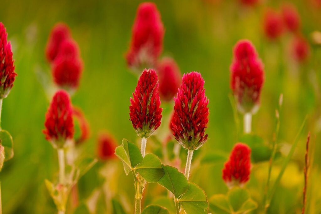 bees and clover