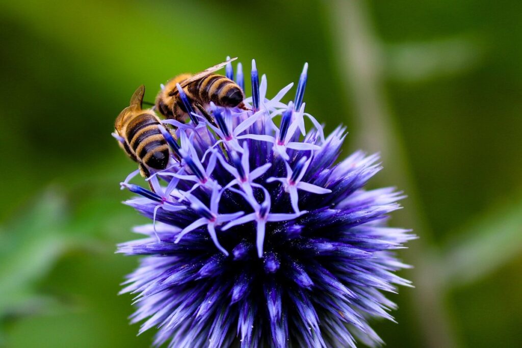 flowers to keep bees away from outdoor seating areas