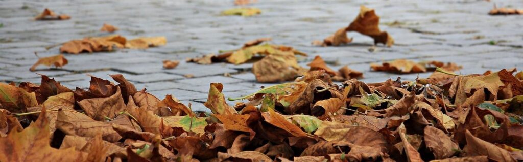 how to support bees in autumn gardens