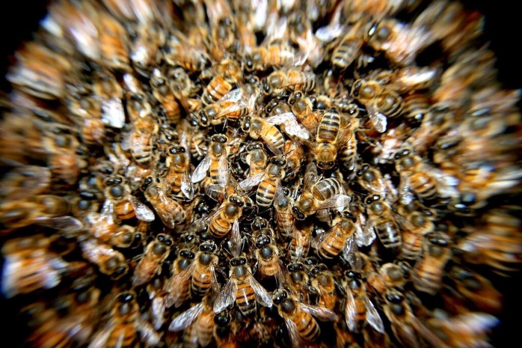 how to prevent bees from swarming