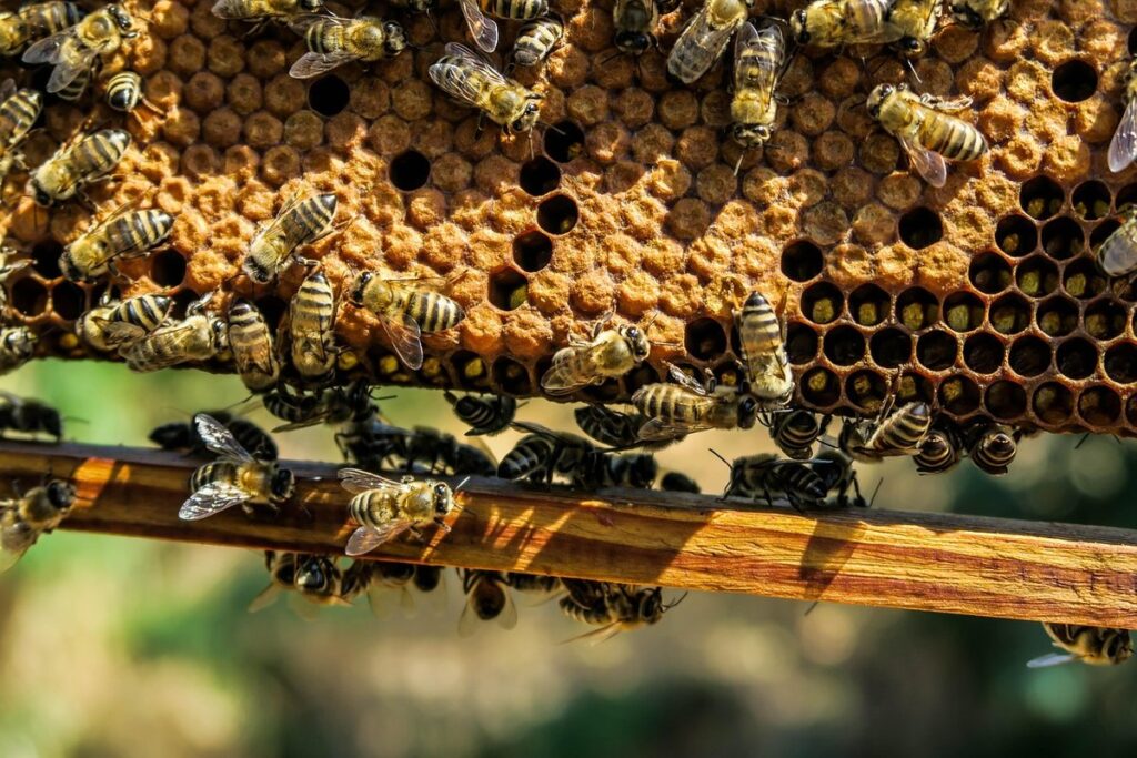 beeswax edible