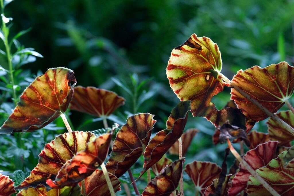 begonias for pollinators