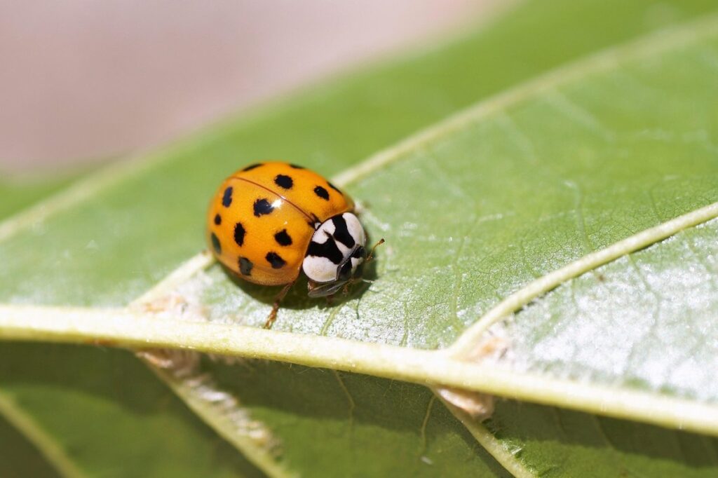 how to attract beneficial insects to gardens