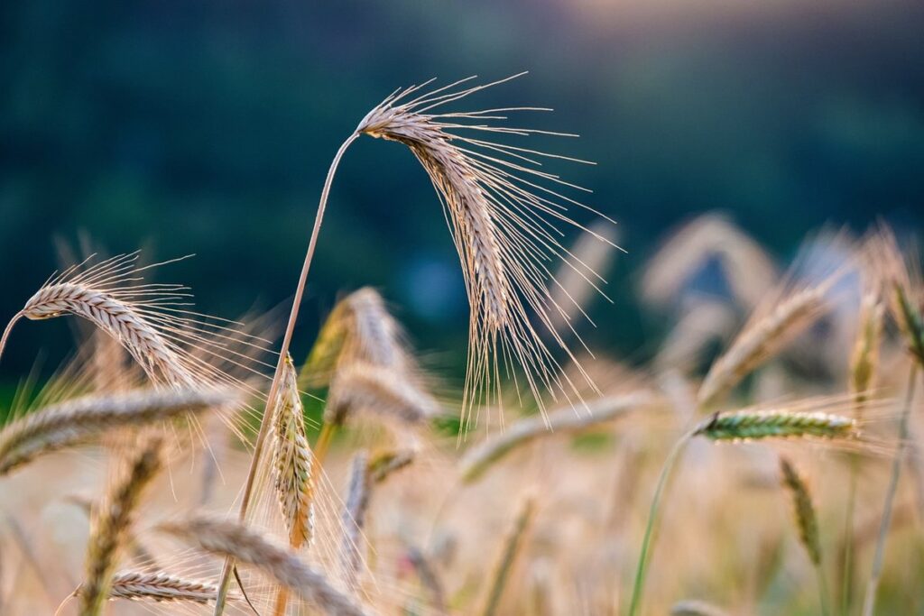 what is biennial crops
